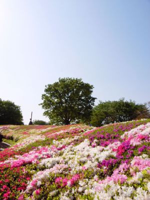 国営昭和記念公園