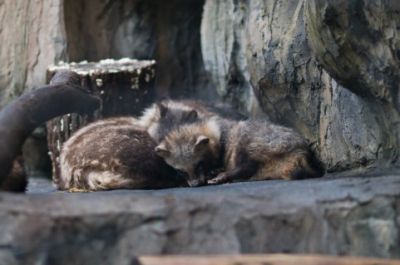 井の頭公園