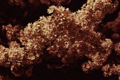三溪園