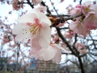 桜