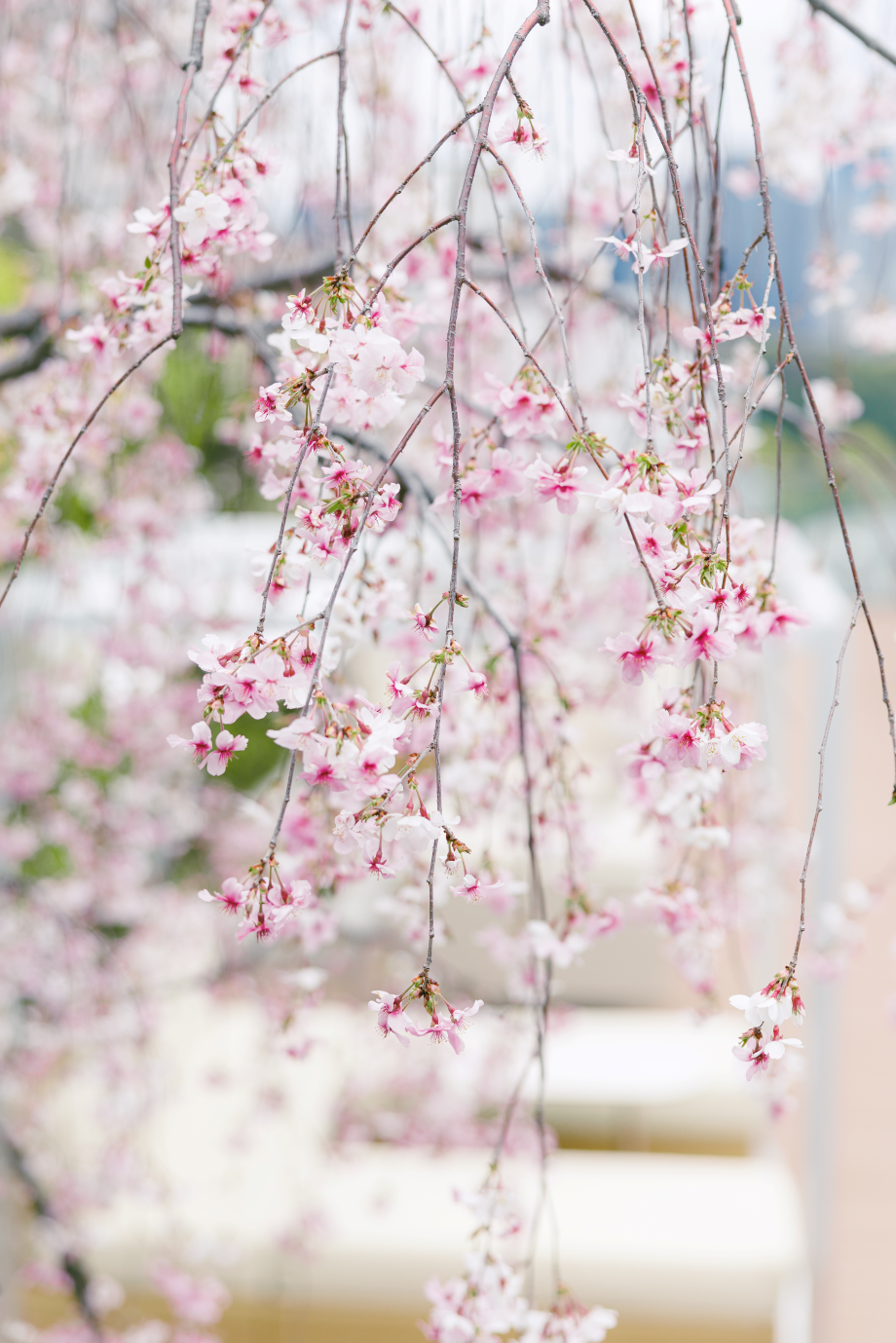 さくらラウンジ2026