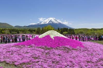 富士芝桜まつり