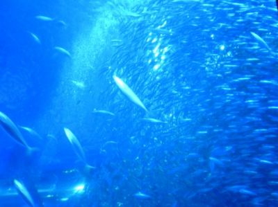新江ノ島水族館