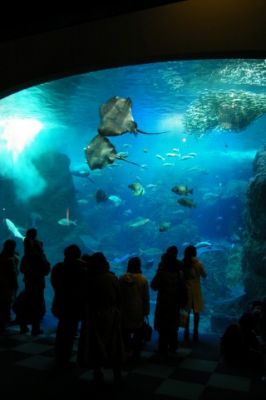 サンシャインシティ国際水族館