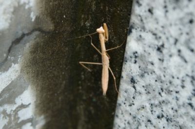 昆虫