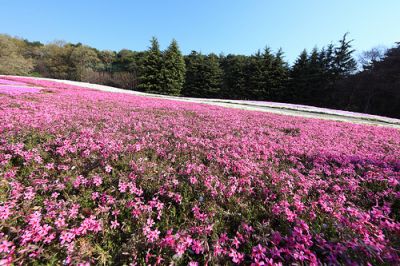 山田の春祭り