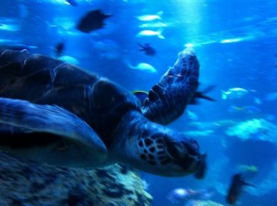 新江ノ島水族館