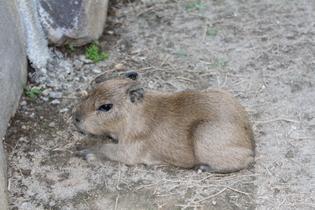 伊豆シャボテン公園