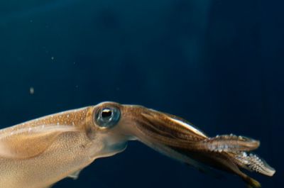 特集葛西臨海水族園