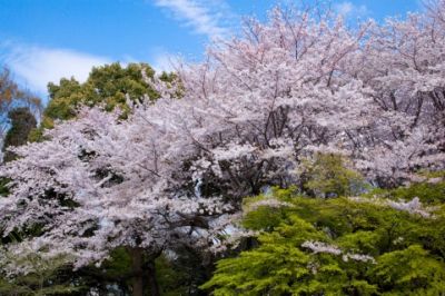 茂原公園