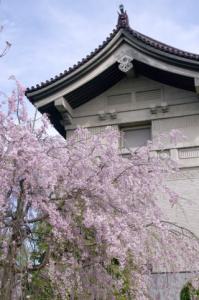 八重の桜