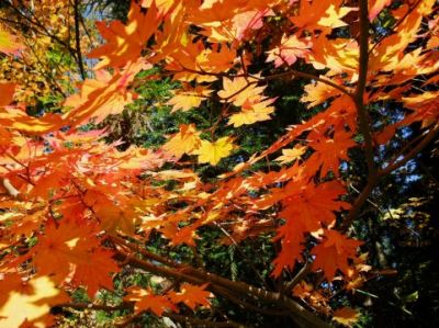 成田山公園紅葉まつり